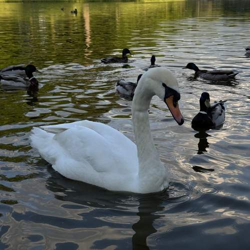 Photo #13696659