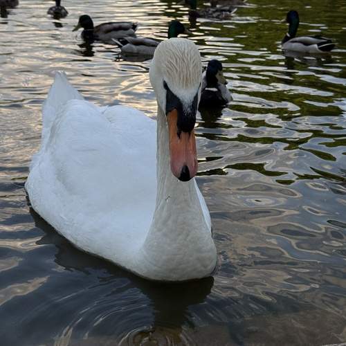Photo #13696660