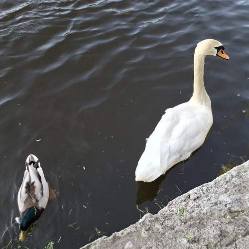Photo #13696780