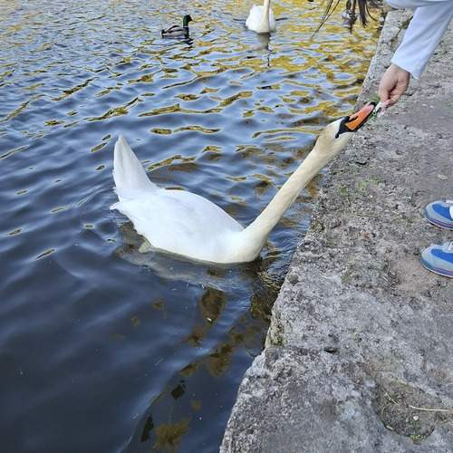 Photo #13696781