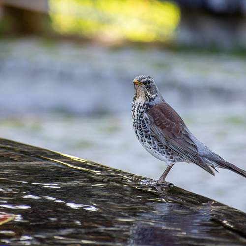 Photo #13696782