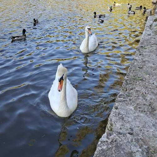 Photo #13696783