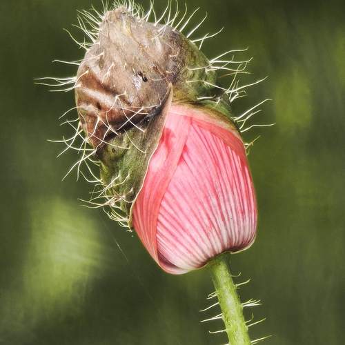 Poppy