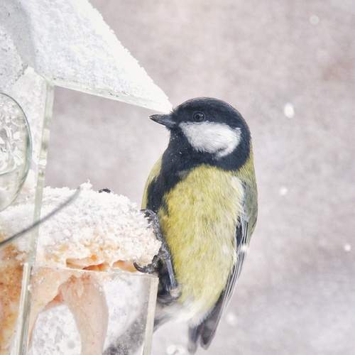 Photo #13696960