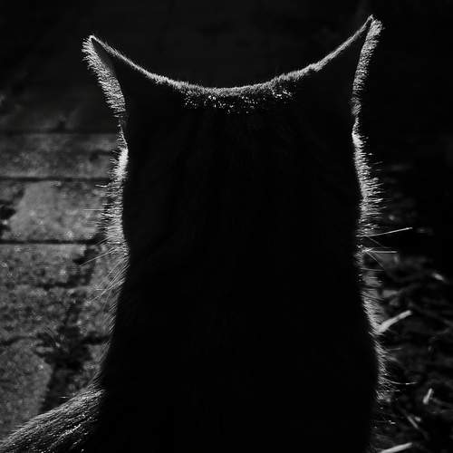 Photo #13696961
