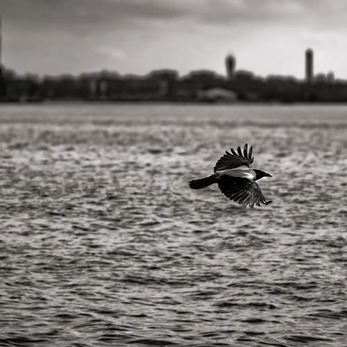 City harbor guard