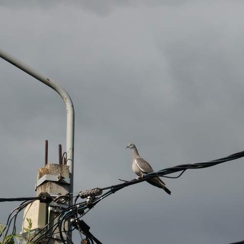 Photo #13697131