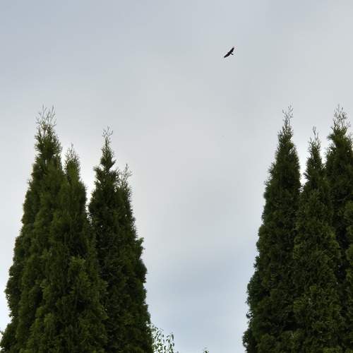 Photo #13697205