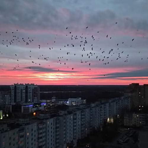 Photo #13697262