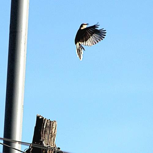Photo #13697272