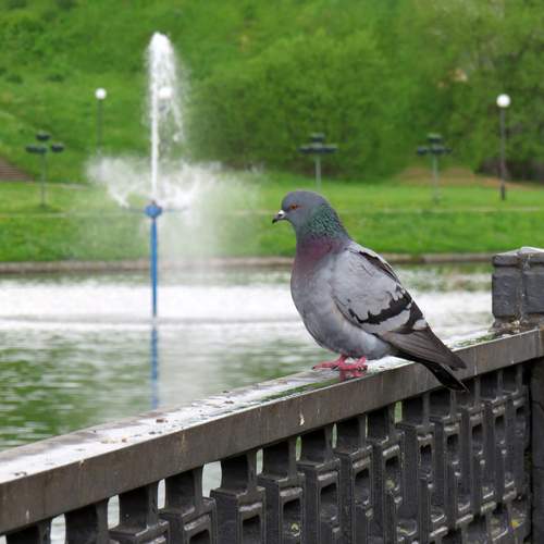 Pigeon