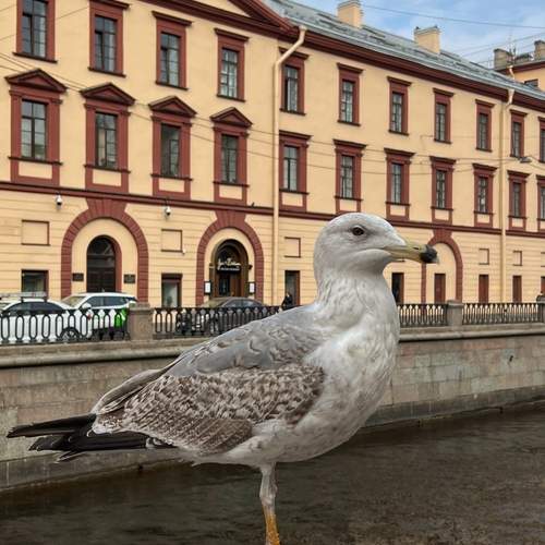 Photo #13697676