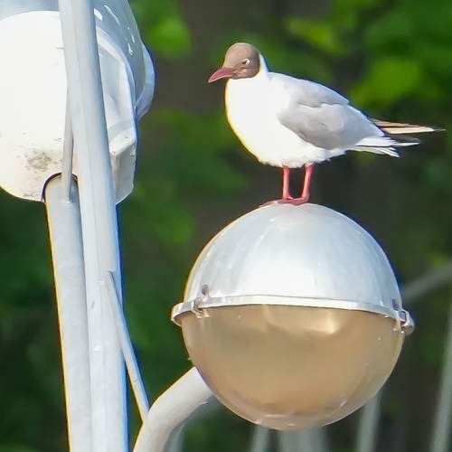 Photo #13697691