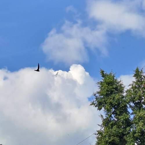 Photo #13697744