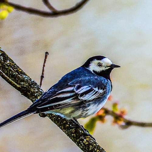 Photo #13697745