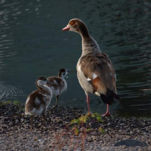 Photo #13697762