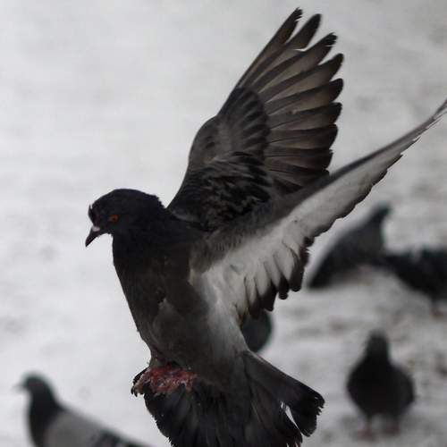 Photo #13697840