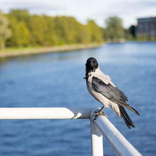 Photo #13698024