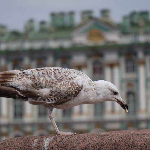 Photo #13698030