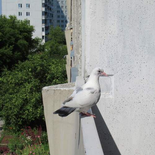 Нежданный гость.