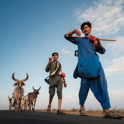 The herdsmen