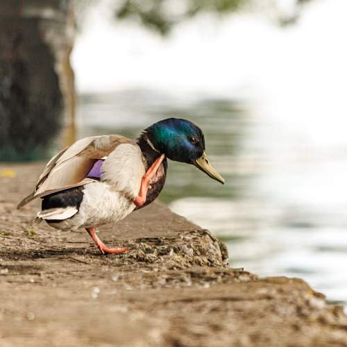 Photo #13698303
