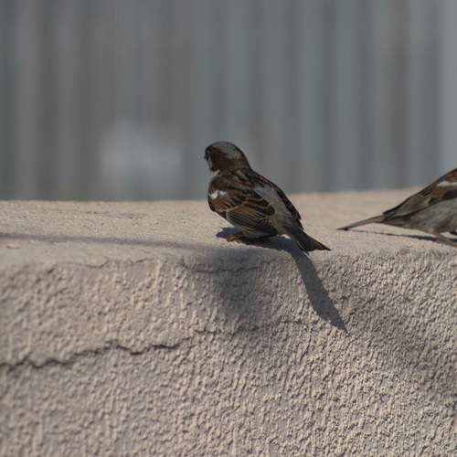 Photo #13698308