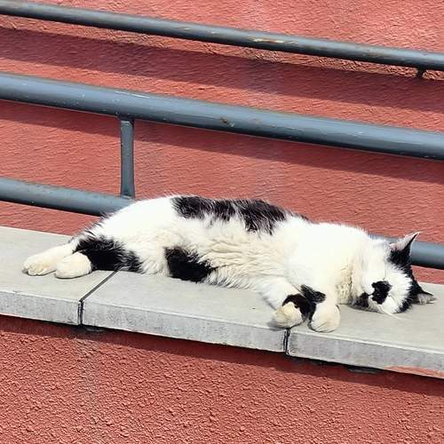 Photo #13698328