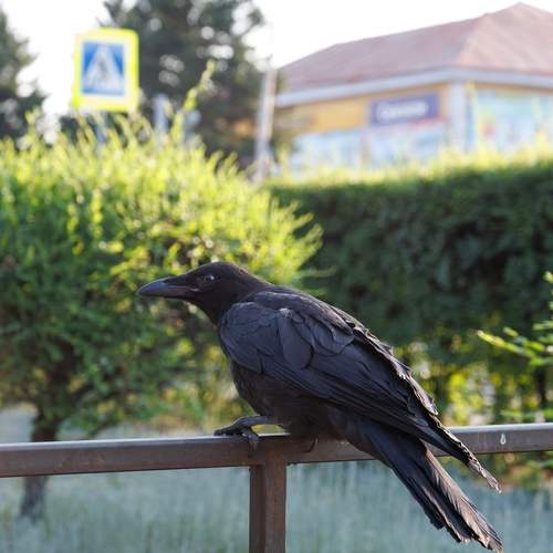 Photo #13698338