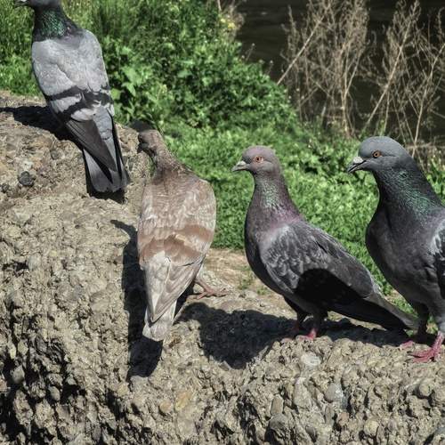 Photo #13698360