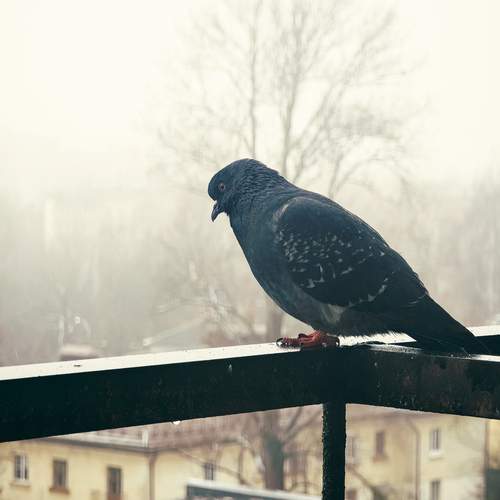 Photo #13698410