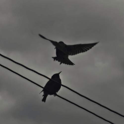 Photo #13698411