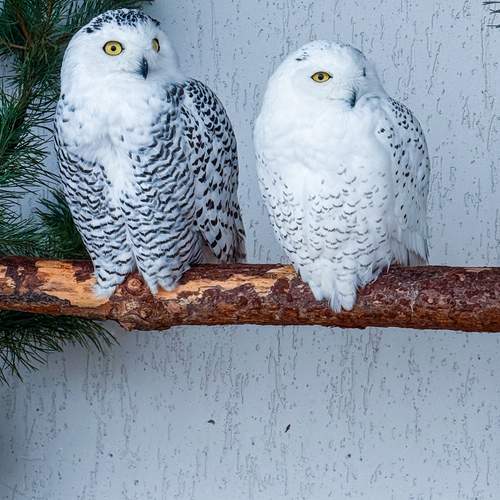 Photo #13698460