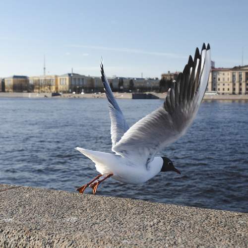 Photo #13698491