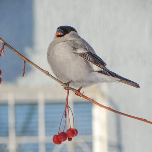 Photo #13698548