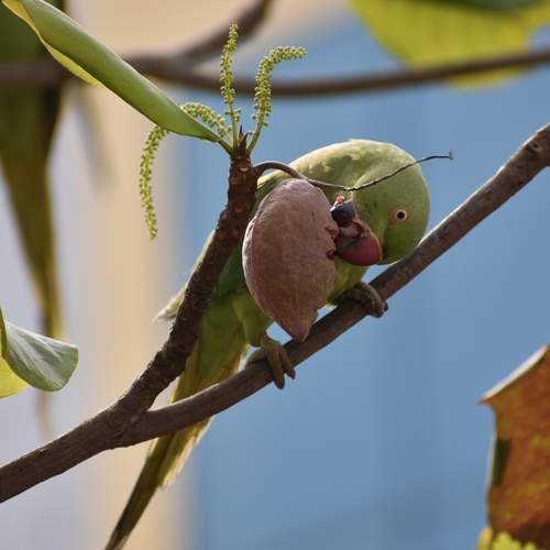 City Forager