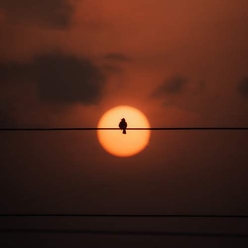 Photo #13698696