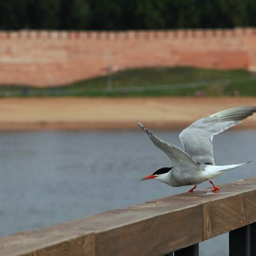Photo #13698710