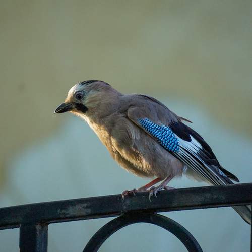 Photo #13698724