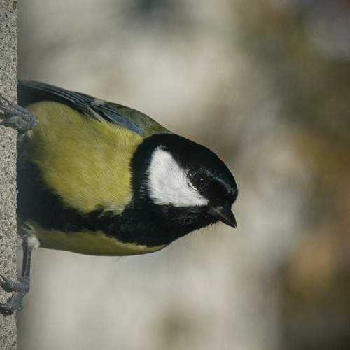 Photo #13698752