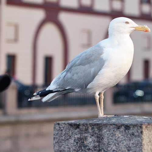 Фотография #13698814