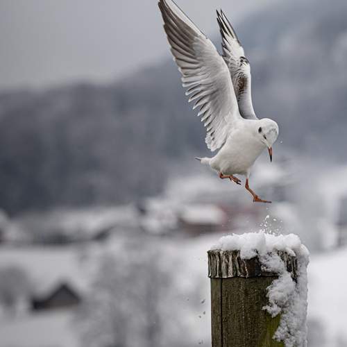 Urban Wings