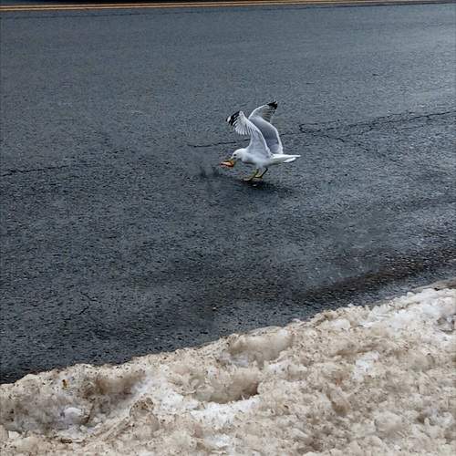 Photo #13698905