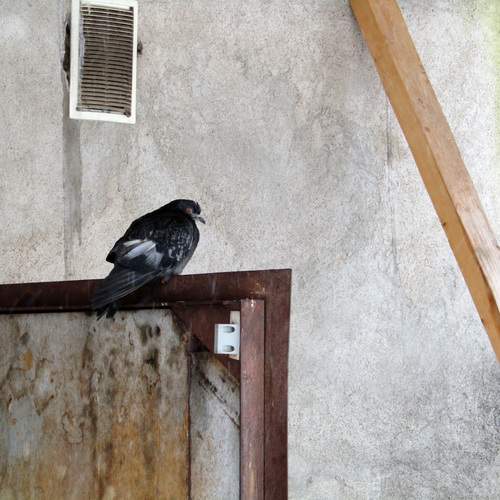 Photo #13698946