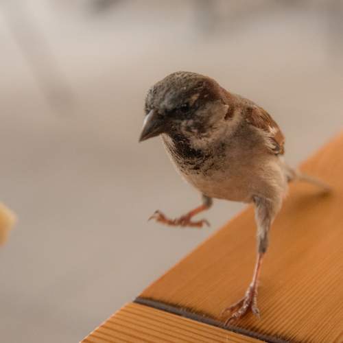Photo #13699036
