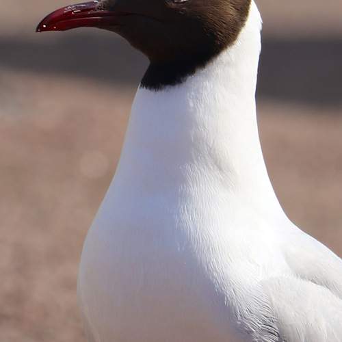 Photo #13699049