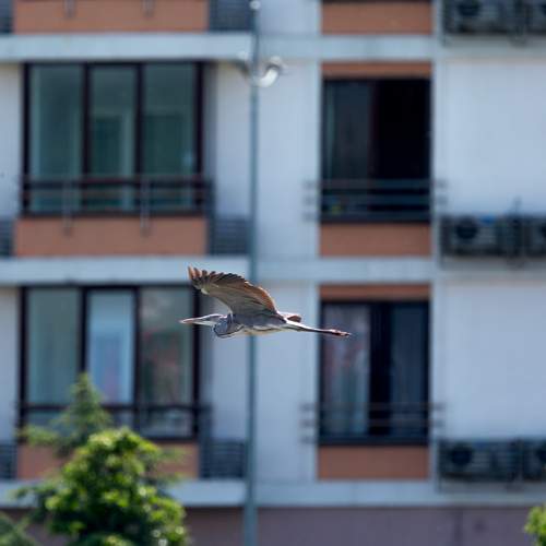Photo #13699080