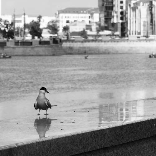 Photo #13699091