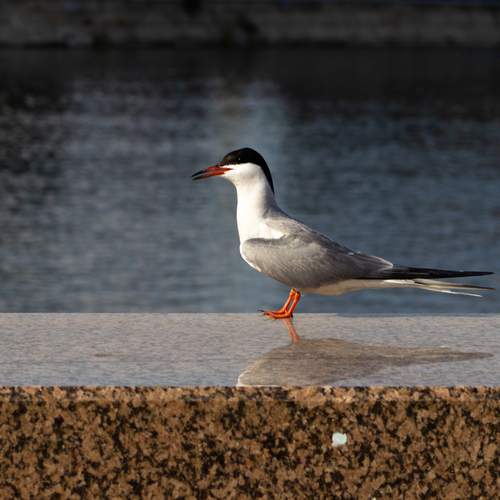 Photo #13699097