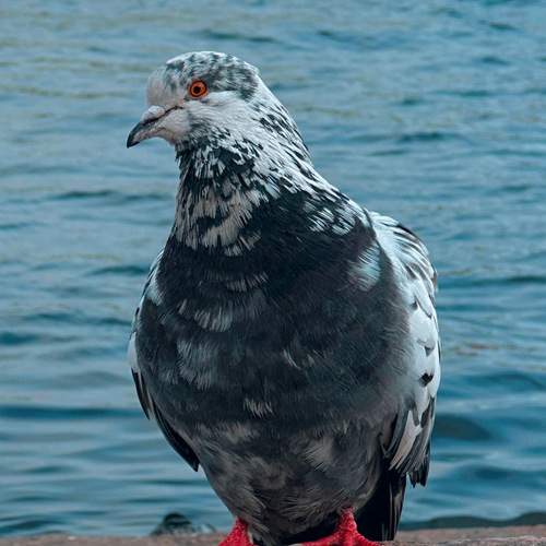 Photo #13699116